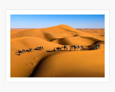 Camels in the African Sahara Desert Canvas Print