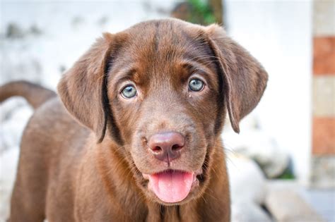 6 Best Chocolate Lab Breeders In Florida | Fursure Blog