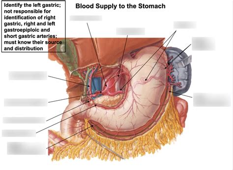 Stomach Blood Supply Diagram | Quizlet