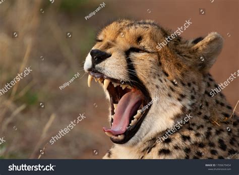 2,029 Cheetah Teeth Images, Stock Photos & Vectors | Shutterstock