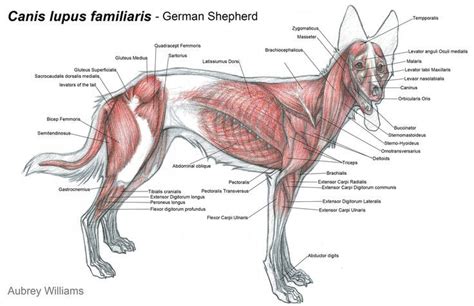 Dog anatomy, Dog leg, Anatomy