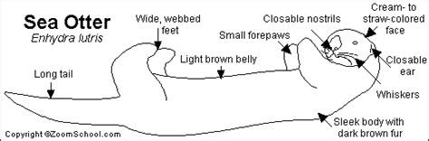 Sea Otter Printout- EnchantedLearning.com