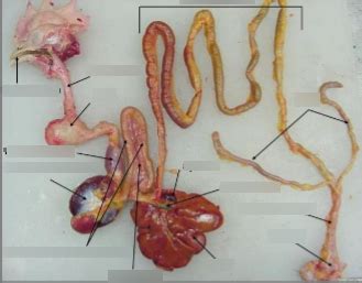 Pigeon Digestive System Diagram | Quizlet