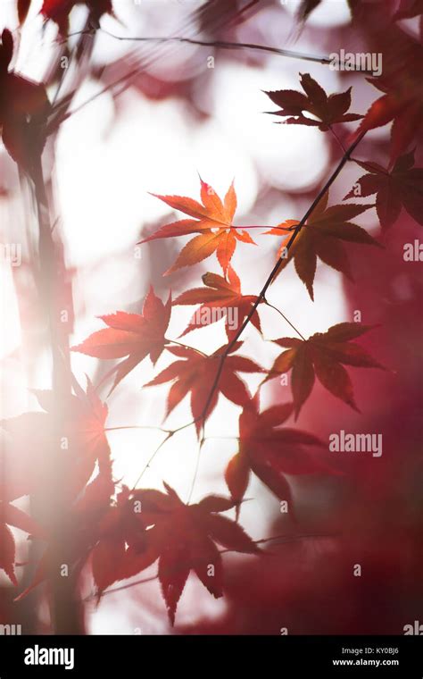 Japanese Fall Foliage Stock Photo - Alamy