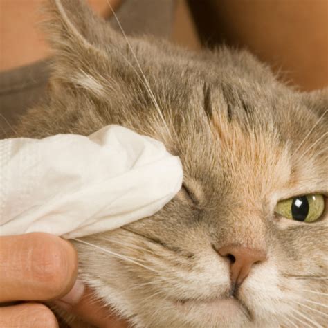 Kitty Pink Eye!? How to Treat Your Cat's Conjunctivitis