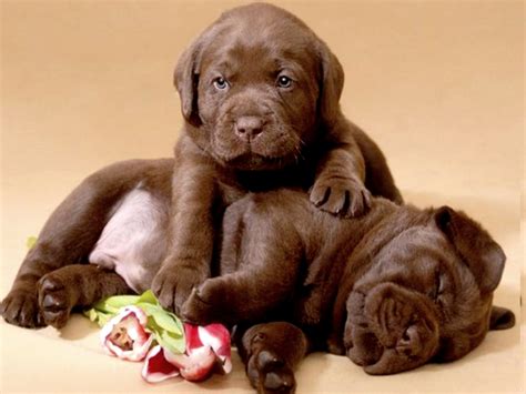 Chocolate Lab Puppies Michigan : Hugs | Labrador Retriever - Chocolate ...