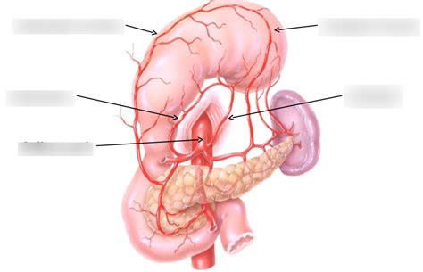 Stomach Blood Supply Diagram | Quizlet