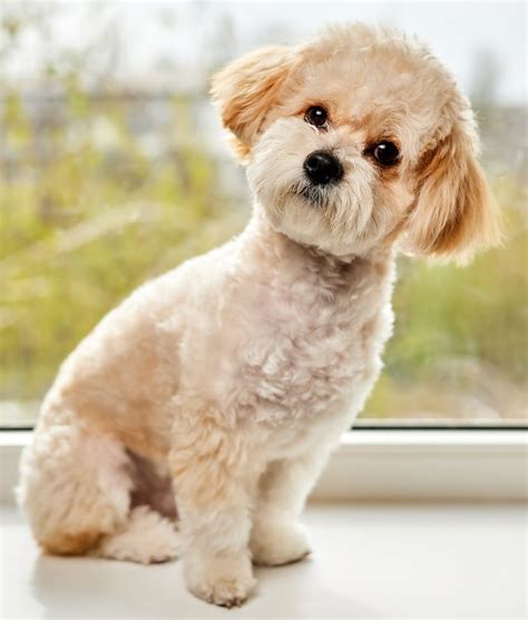 50 Most Adorable Maltese Haircuts Trending in 2023