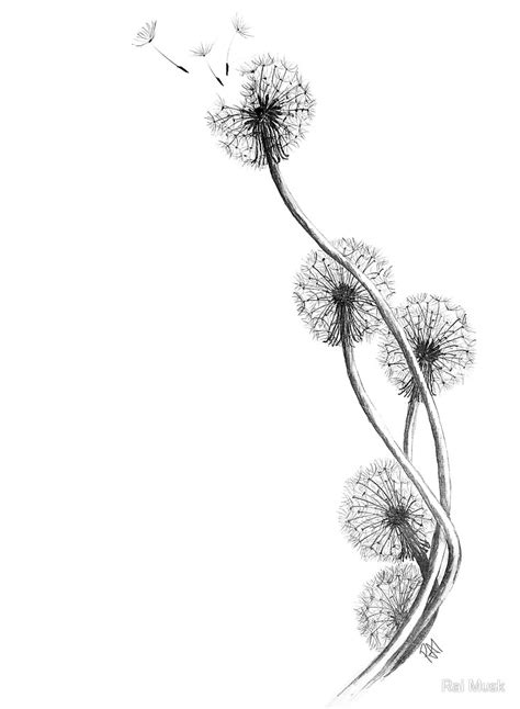 Dandelion - Drawing Skill