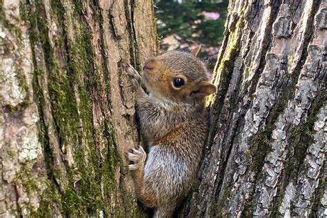 Baby Squirrels Rescue Story - Wildlife Rescue League