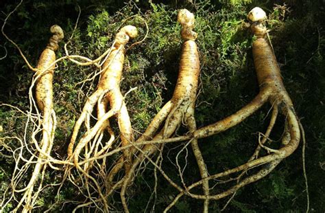 Ginseng Root Benefits