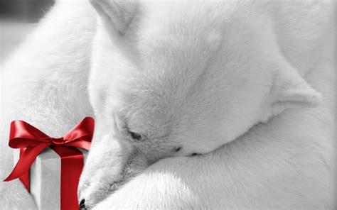 Christmas Polar Bear Wallpaper - WallpaperSafari