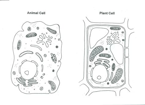 Plant Cell Drawing at PaintingValley.com | Explore collection of Plant ...