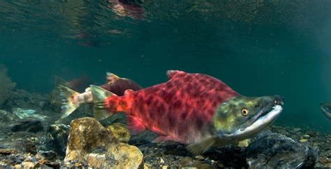 Migration Through the Eyes of a Salmon – Association of Northwest ...