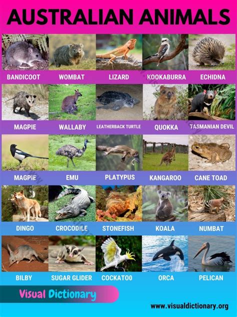 Australian Animals: List of 30 Famous Animals in Australia - Visual ...