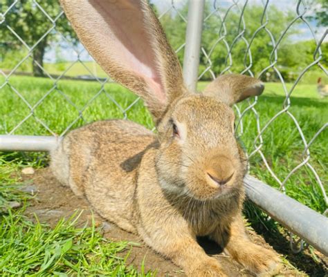 Flemish Giant Rabbit Breeds