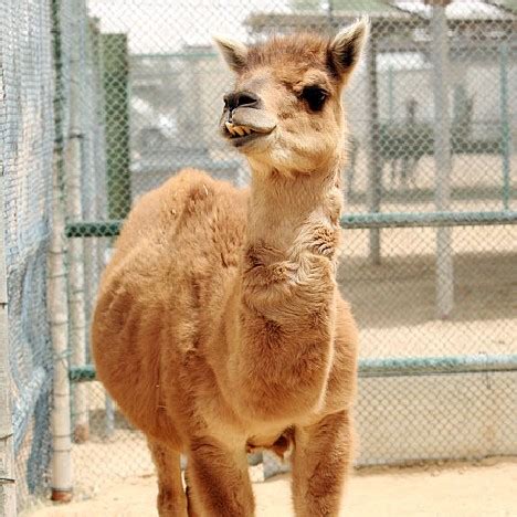 Cama - the hybrid offspring of a male camel and a female llama : aww