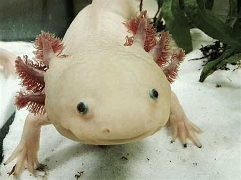 Axolotl | Discover Animals