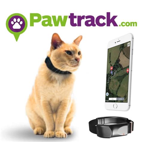 GPS Cat Collar: The 7 Best Options for your Cat