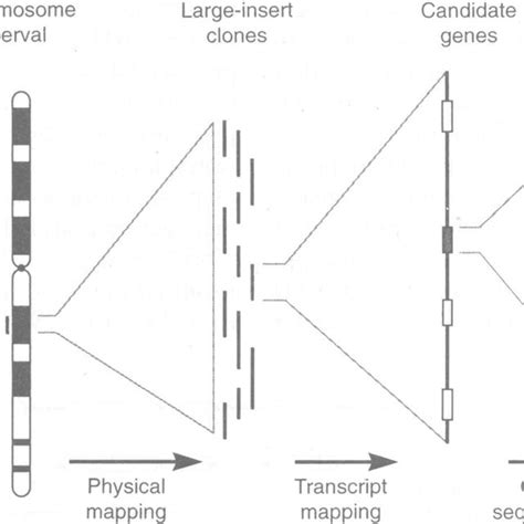 (PDF) A Gene Map of the Human Genome