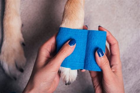 Dog First Aid - How To Care for a Dog Wound | Memphis Vets