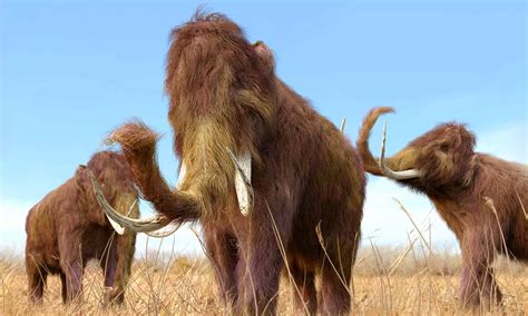 10 Incredible Woolly Mammoth Facts - IMP WORLD