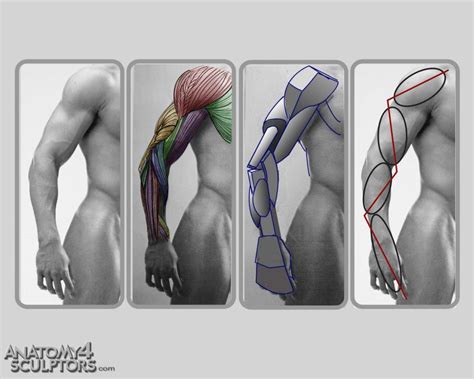 Anatomy for Sculptors 27 by anatomy4sculptors on DeviantArt