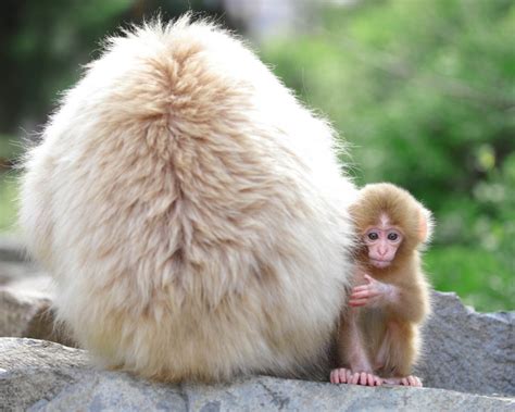 When to See Japan's Famous Snow Monkeys - SNOW MONKEY RESORTS