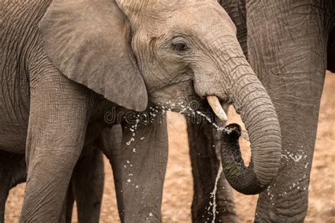 Elephant splashing water stock image. Image of animal - 26081267