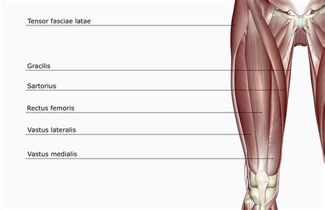 Rectus Femoris Muscle: Function and Anatomy