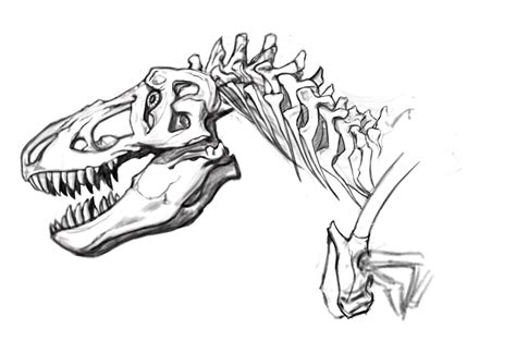 Dinosaur Skeleton Drawing at GetDrawings | Free download