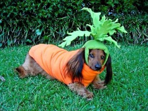 13 Wiener Dog Costumes ideas | dog costumes, wiener dog, weiner dog