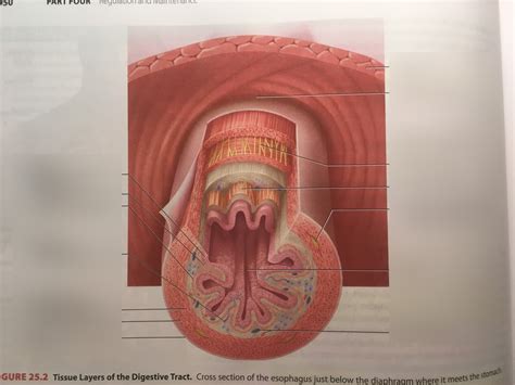 Tissues layers of the digestive tract Diagram | Quizlet