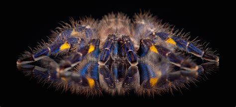 Why So Blue? Tarantula's Cool Color Is Still a Mystery | Live Science