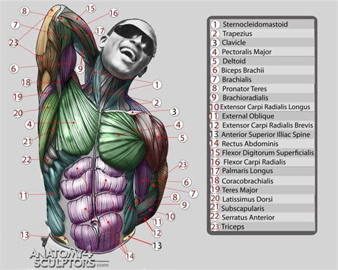 Anatomy for Sculptors 10 by anatomy4sculptors on DeviantArt