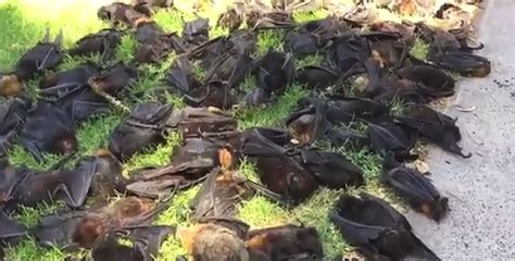 Australian Heat Wave Leaves Hundreds of Flying Foxes Baked to Their ...