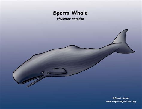 Whale (Sperm)