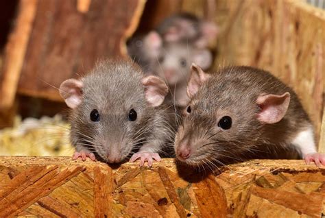 Mice removal service in Ottawa-Gatineau - Aspen