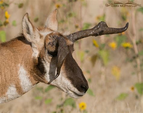 Buck Pronghorn with Oddly Misshapened Horns - Mia McPherson's On The ...