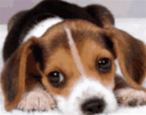 Dog Puppy GIF - Dog Puppy Cute - Discover & Share GIFs