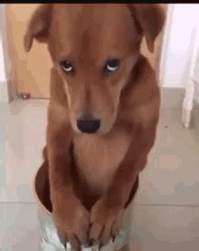 Puss In Boots GIF - Puppy Dog Eyes Sad Saint - Discover & Share GIFs