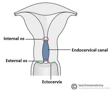 Image result for parts of cervix | Anatomy, Human body anatomy, Body ...