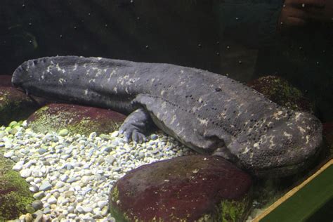 Japanese Giant Salamander - Natural History on the Net