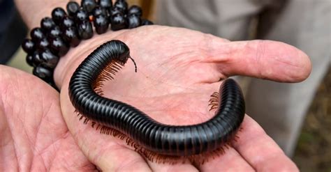 African Giant Millipede