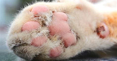 Pillow Foot or Plasma Cell Pododermatitis in Cats | Glasslyn Veterinary ...