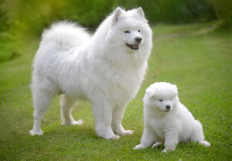 Samoyed Puppies For Sale