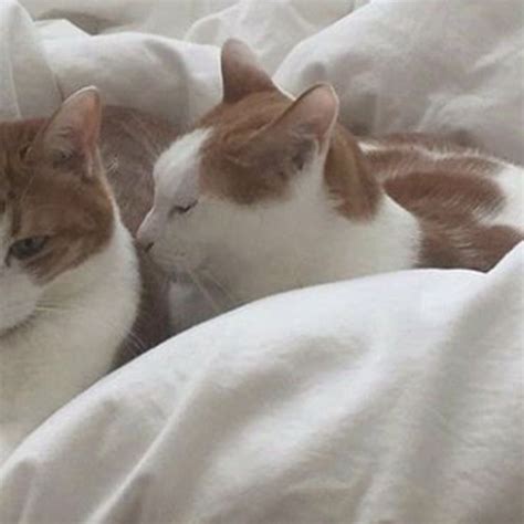 Matching cat profile picture cute couple cats sleeping