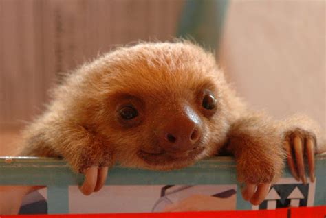 Baby Two Toed Sloth