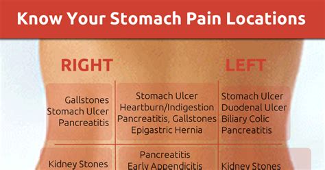 9 Regions Of Abdomen And Their Organs