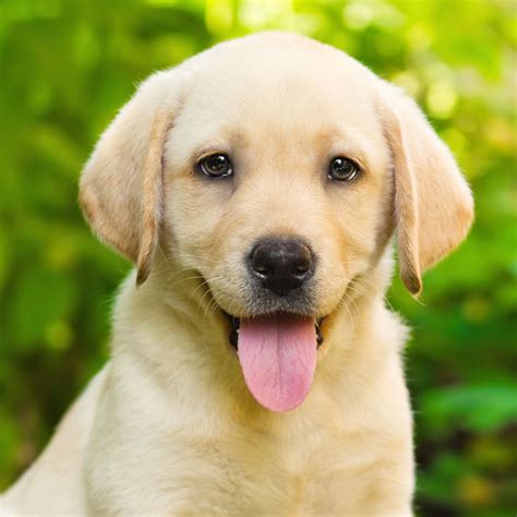 #1 | Labrador Retriever Puppies For Sale In Houston